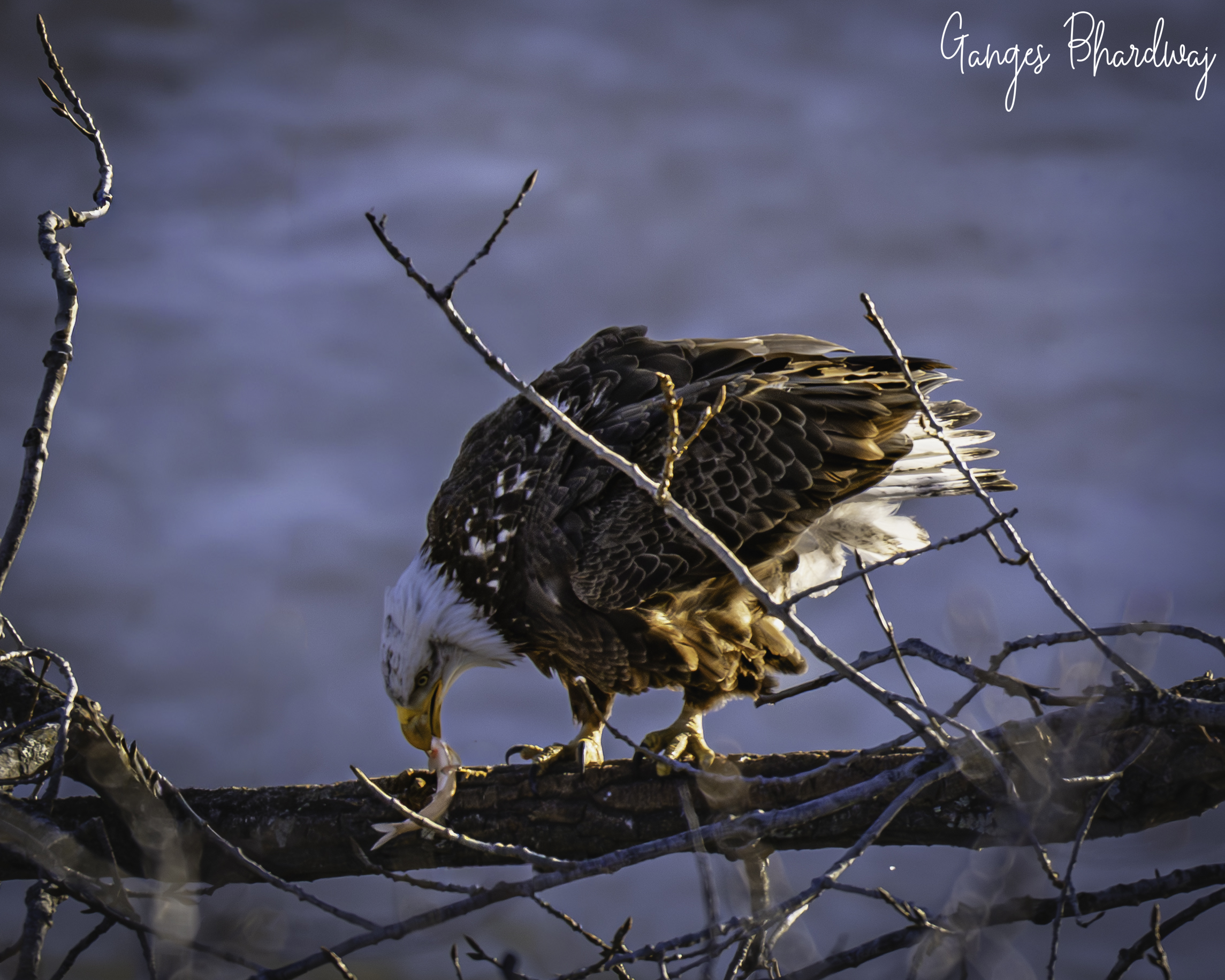 Wildlife photograph by Ganges Bhardwaj